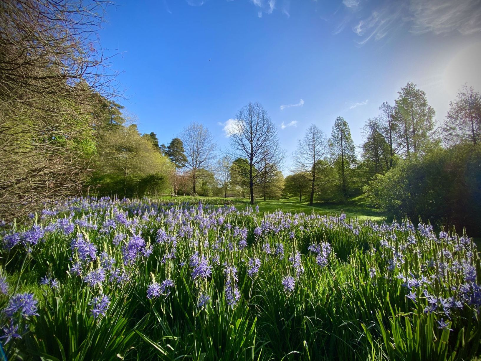 Arboretum view