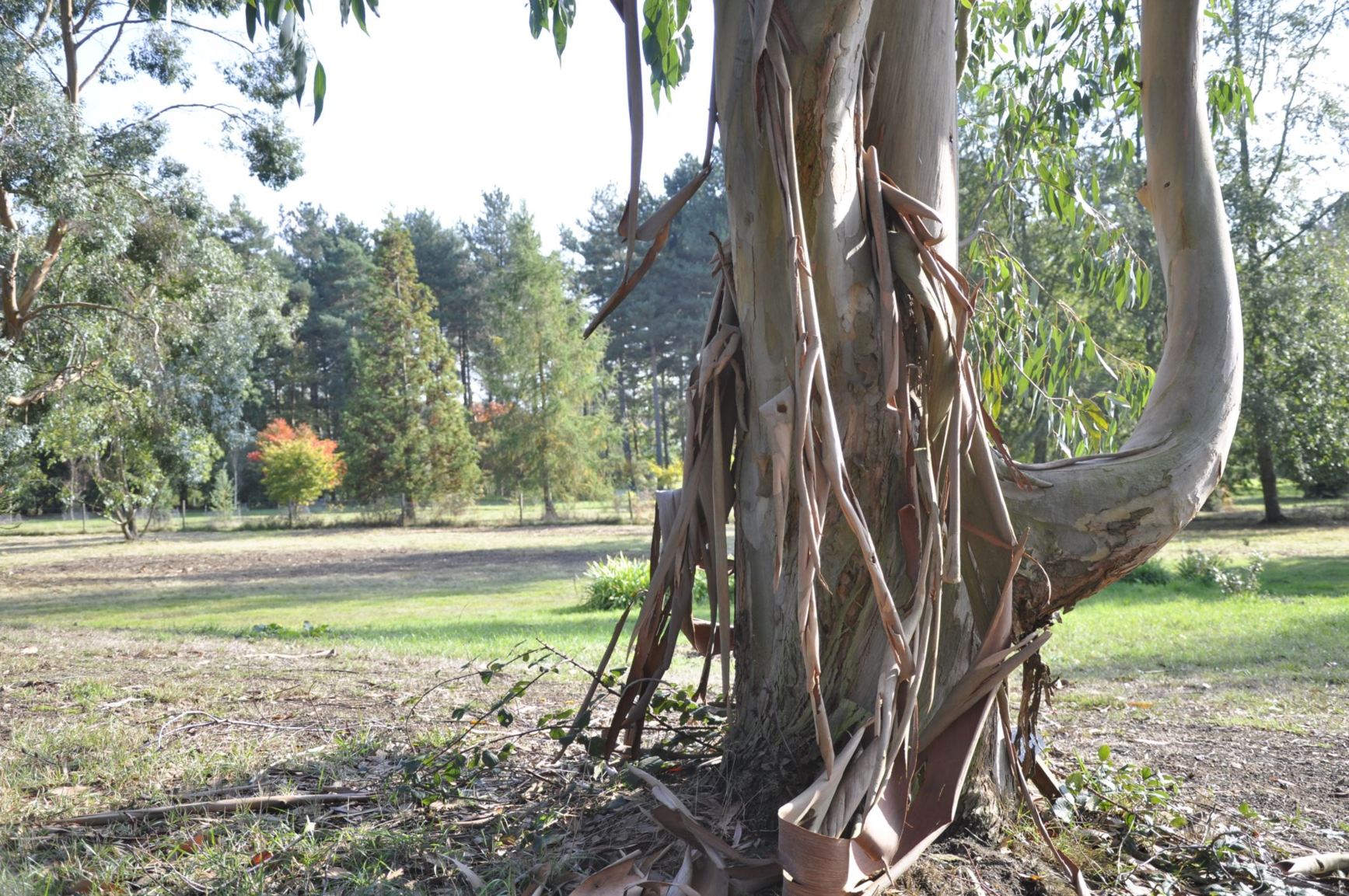 Arboretum view