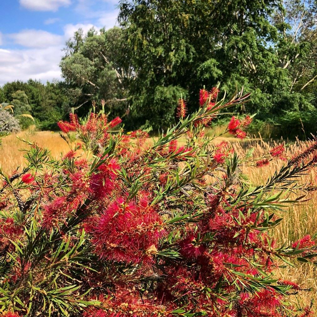 Arboretum view
